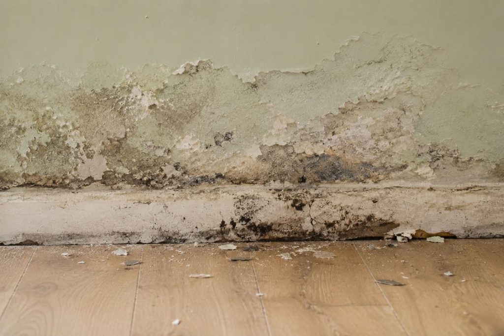 damp damaged wall - paint pealing away - damp proofing